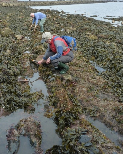 Jenny Clack and Tim Smithson working on the foreshore at Burnmouth. You have to move the weed out of the way, and even then, the rocks are covered with encrusting algae, making it pretty hard to see what's going on. And keep your eye on the incoming tide!