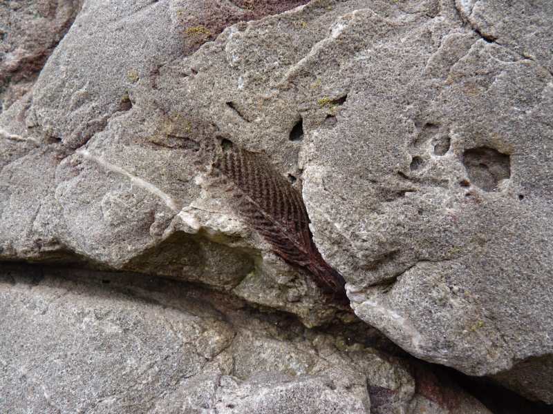 Impression of a fin-spine of a fish called <i>Gyracanthus</i>.  We think these three specimens have all now been eroded away by the sea.