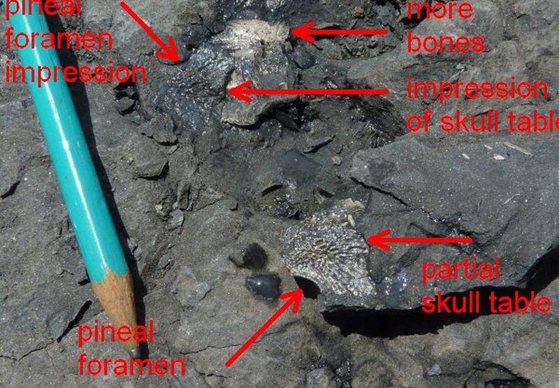 Jenny Clack found a small tetrapod skull.  This is just part of the skull roof.  The pineal foramen is a small hole on the mid-line, behind the eyes.