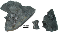 tetrapod fragments